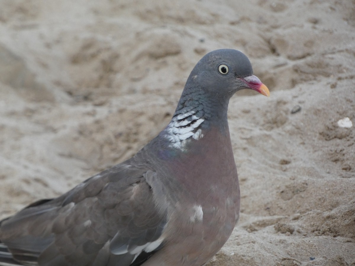 Common Wood-Pigeon - ML390324351