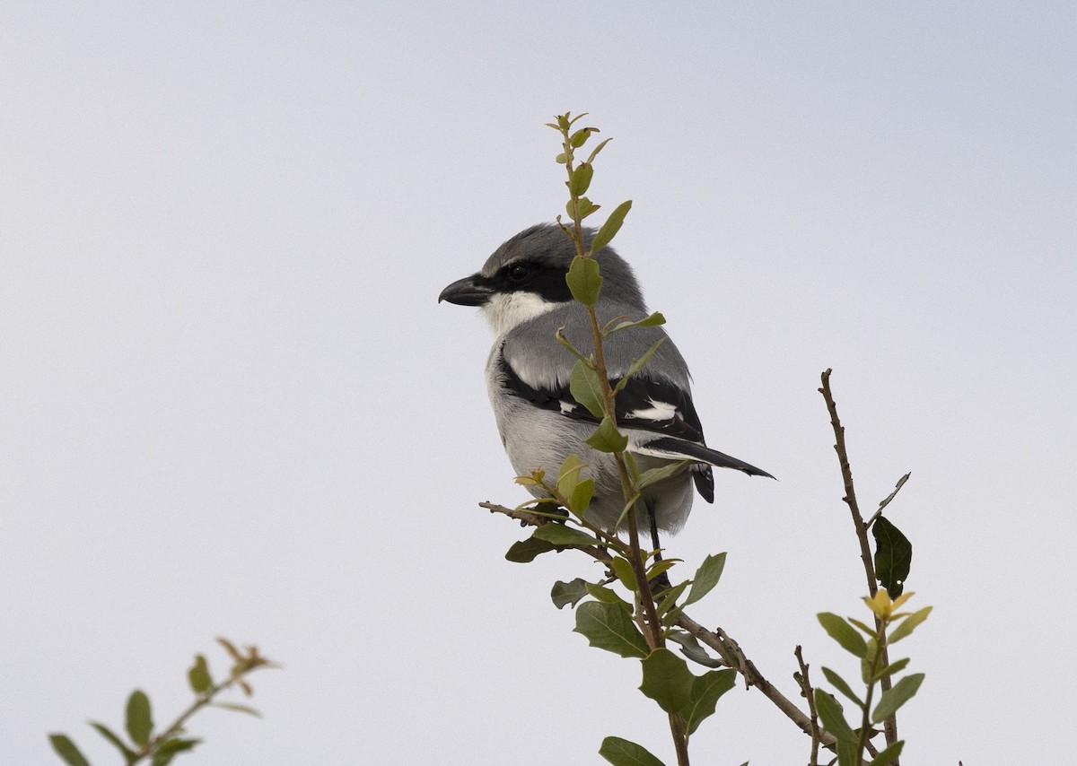 Loggerhead Shrike - ML390324381