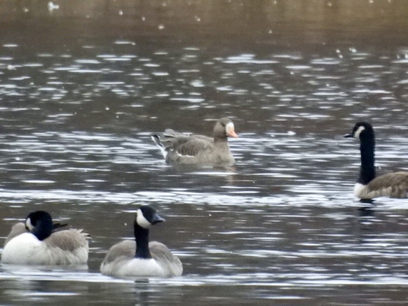 Greater White-fronted Goose - ML390324751
