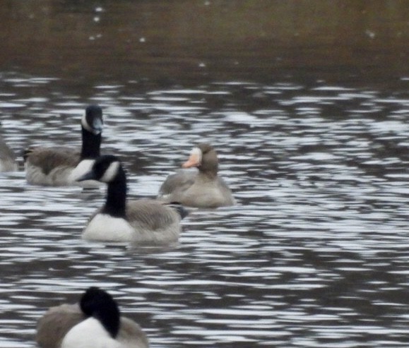 Greater White-fronted Goose - Kathleen Ashman