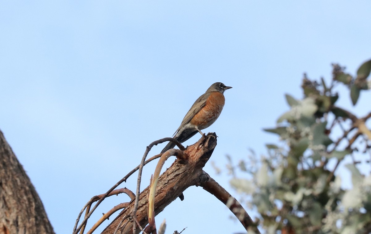 American Robin - ML390325711