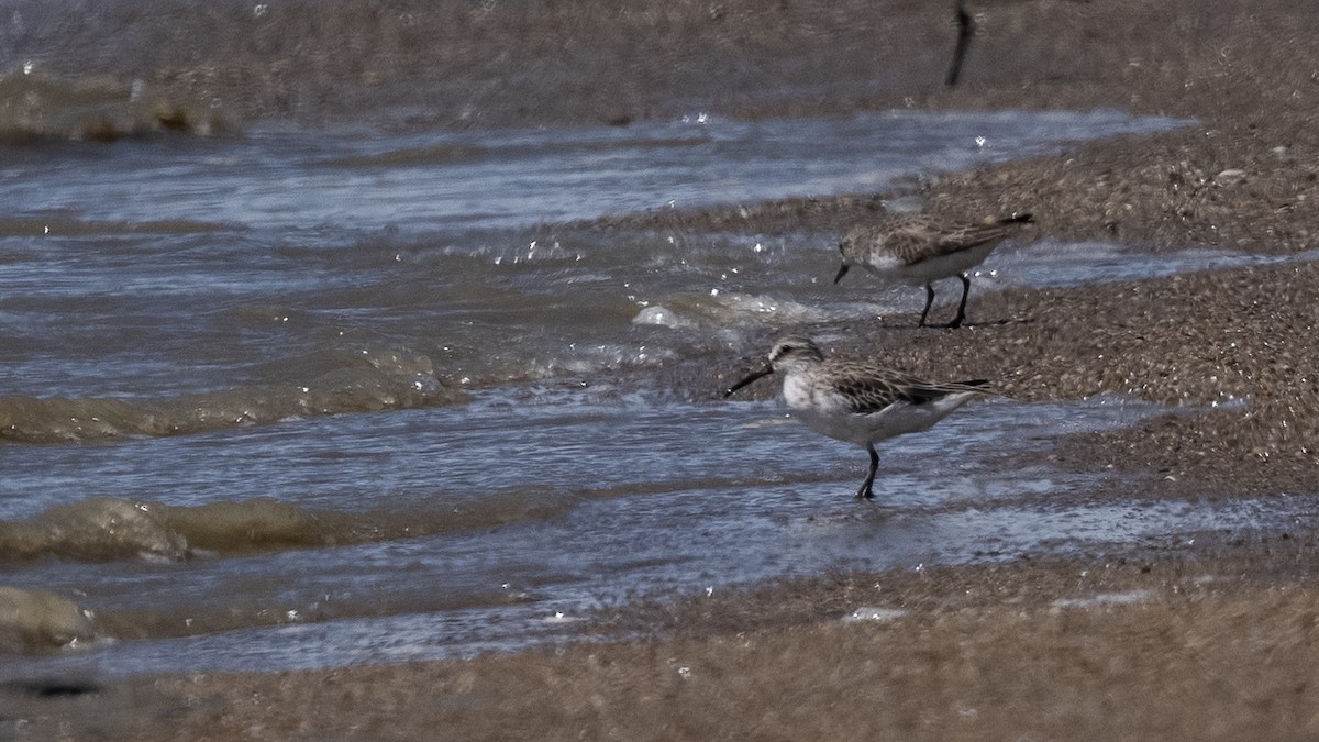 Broad-billed Sandpiper - ML390325991