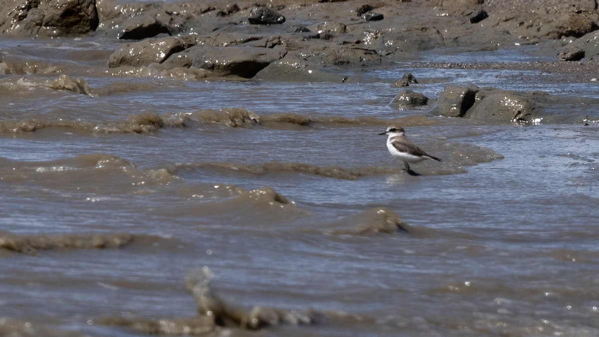 Kentish Plover - ML390326261