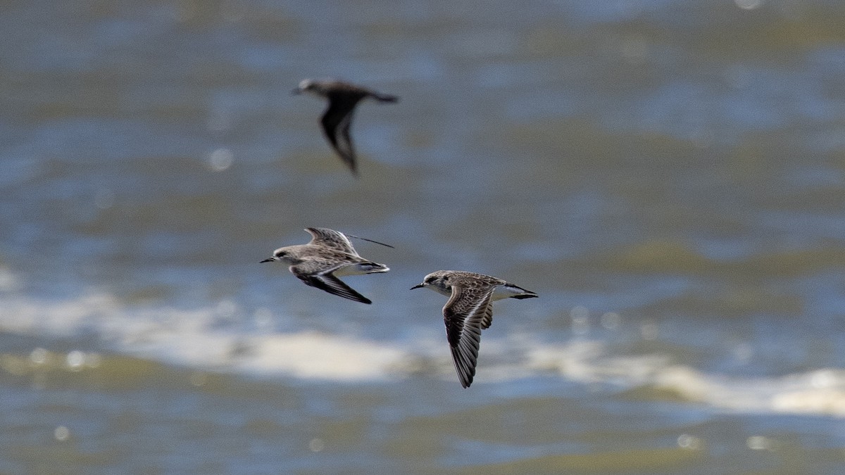Red-necked Stint - Charmain Ang