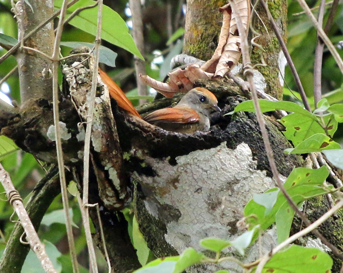 Rufous-capped Spinetail - ML390326971