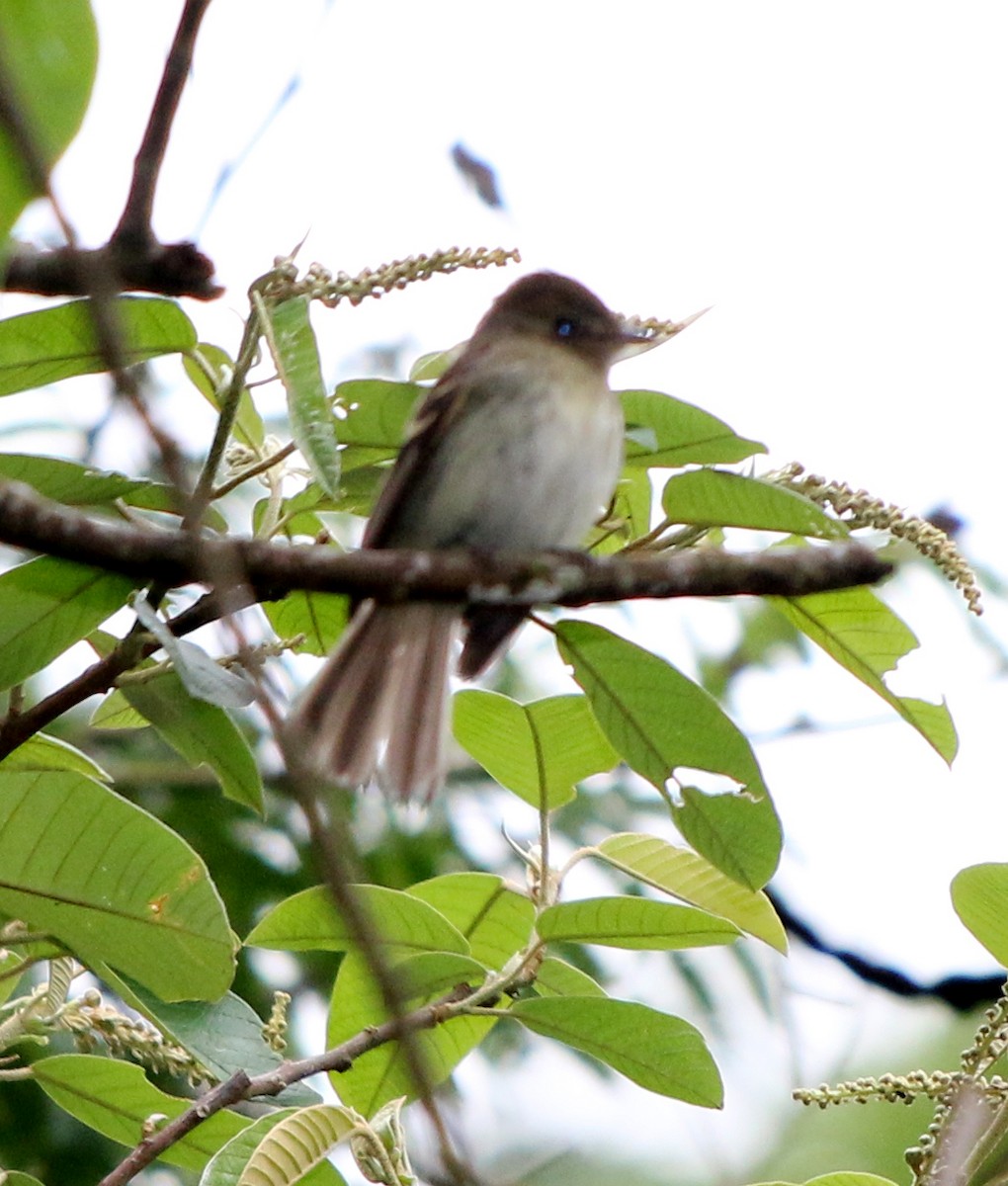 Euler's Flycatcher - Feliciano Lumini