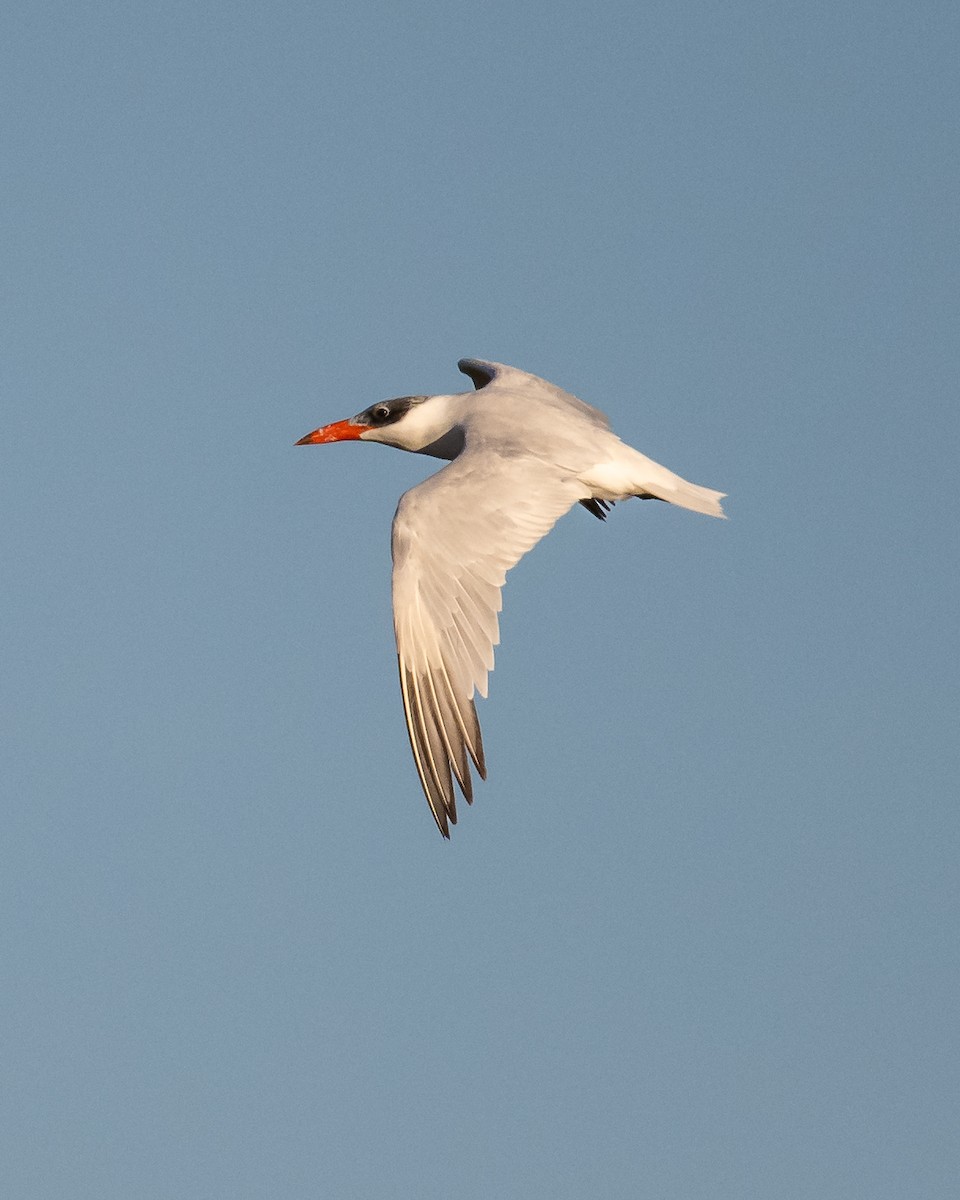 Caspian Tern - Kurt Holz