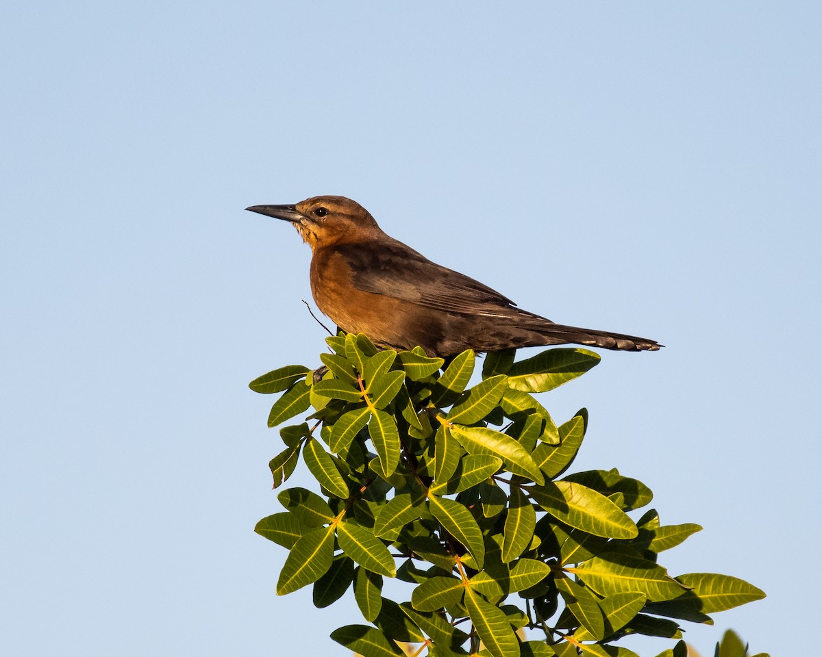 Boat-tailed Grackle - Kurt Holz