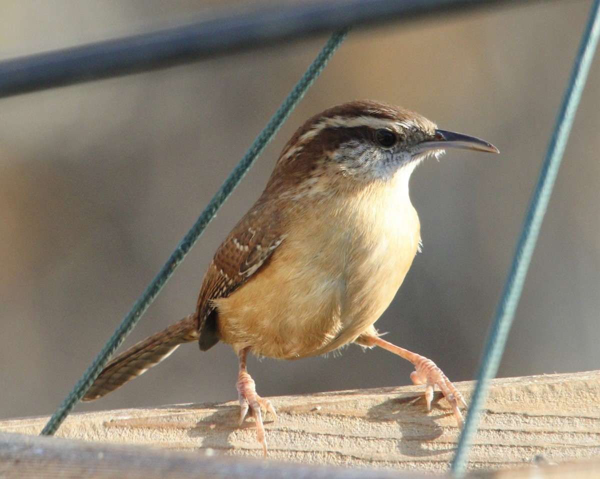 Carolina Wren - ML390335151