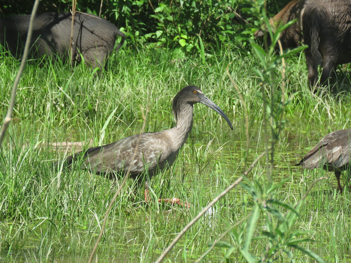 Plumbeous Ibis - Miguel  C