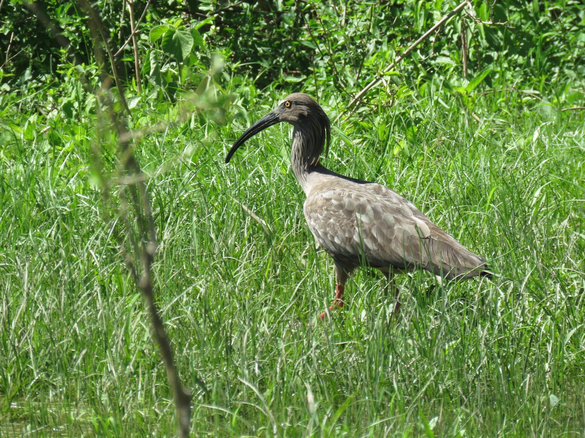 Plumbeous Ibis - Miguel  C