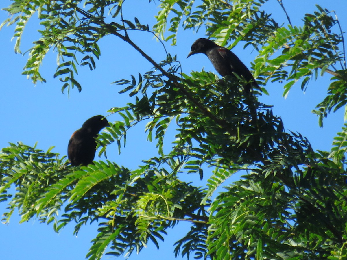 Variable Oriole - ML390335851