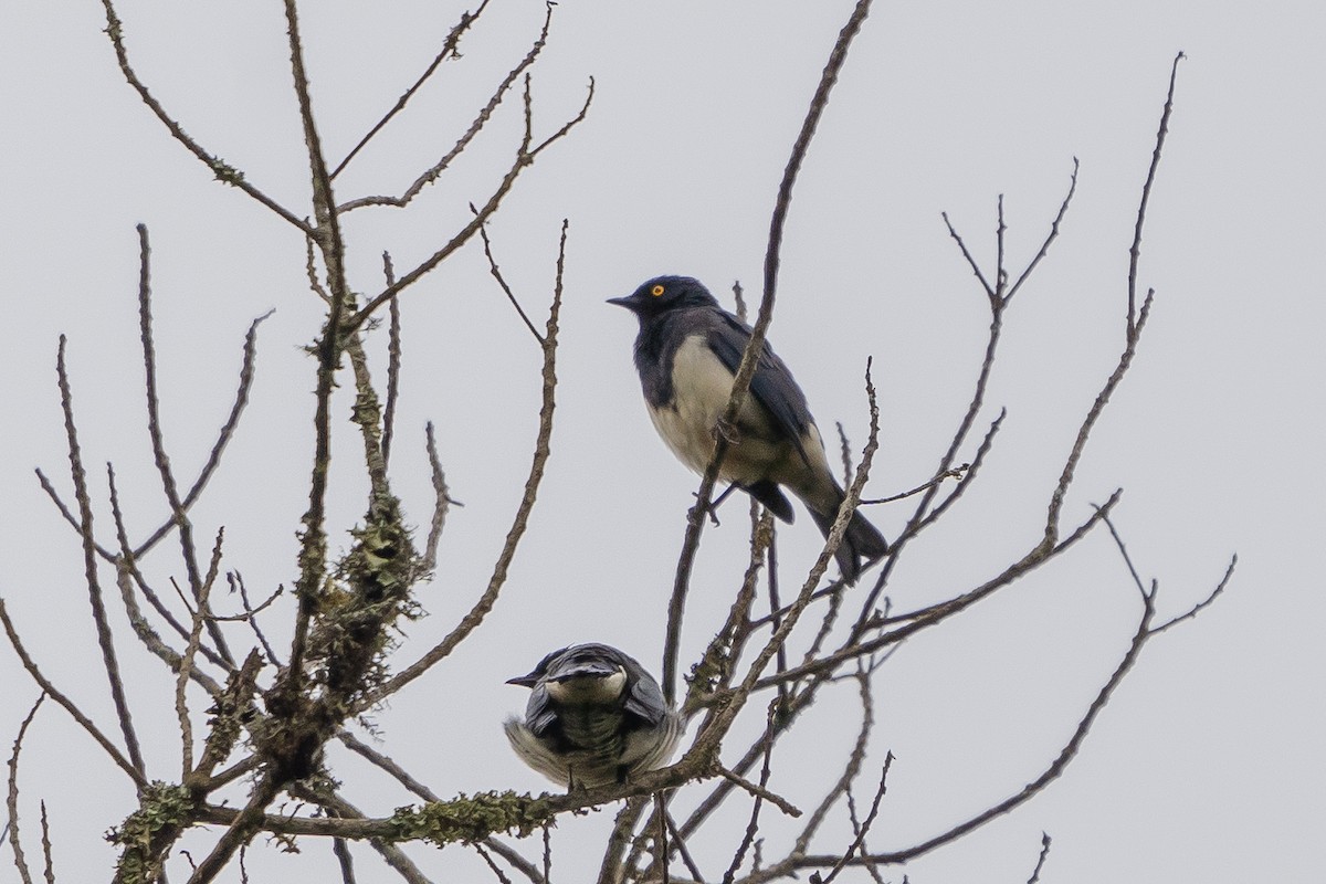 Abbott's Starling - ML390337041