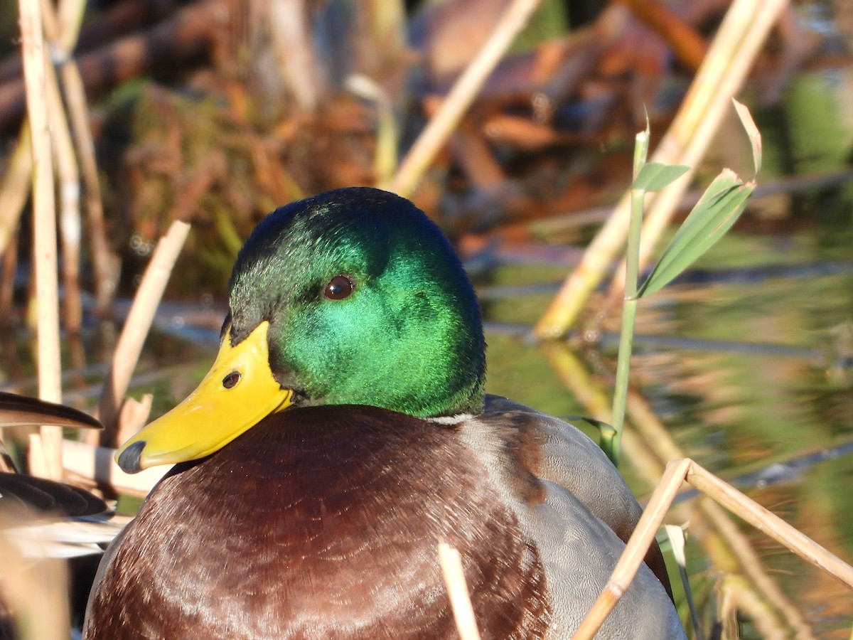 Canard colvert - ML390337381