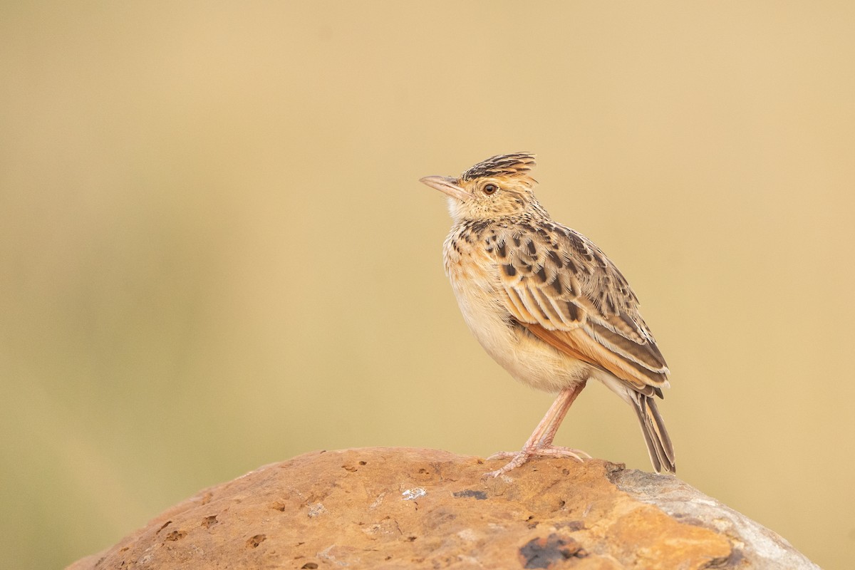 Rufous-naped Lark - ML390337721