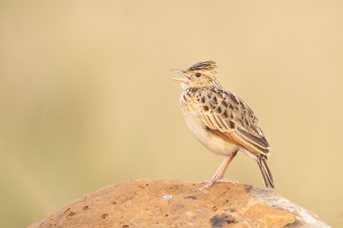 Rufous-naped Lark - ML390337741