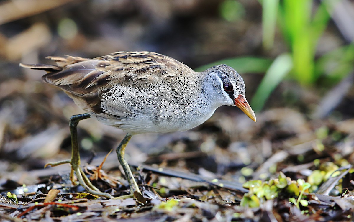 White-browed Crake - ML39033801