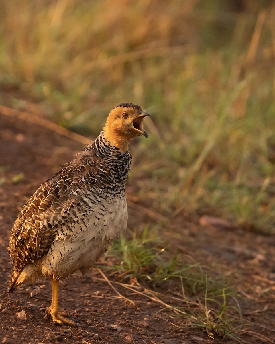 Coqui Francolin - ML390338091