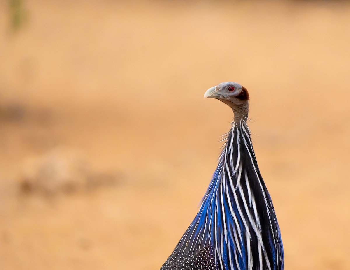 Vulturine Guineafowl - ML390339111