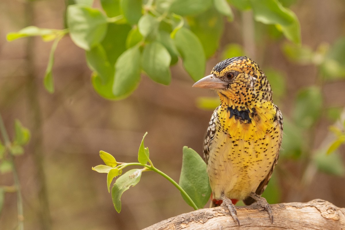 D'Arnaud's Barbet - ML390339331