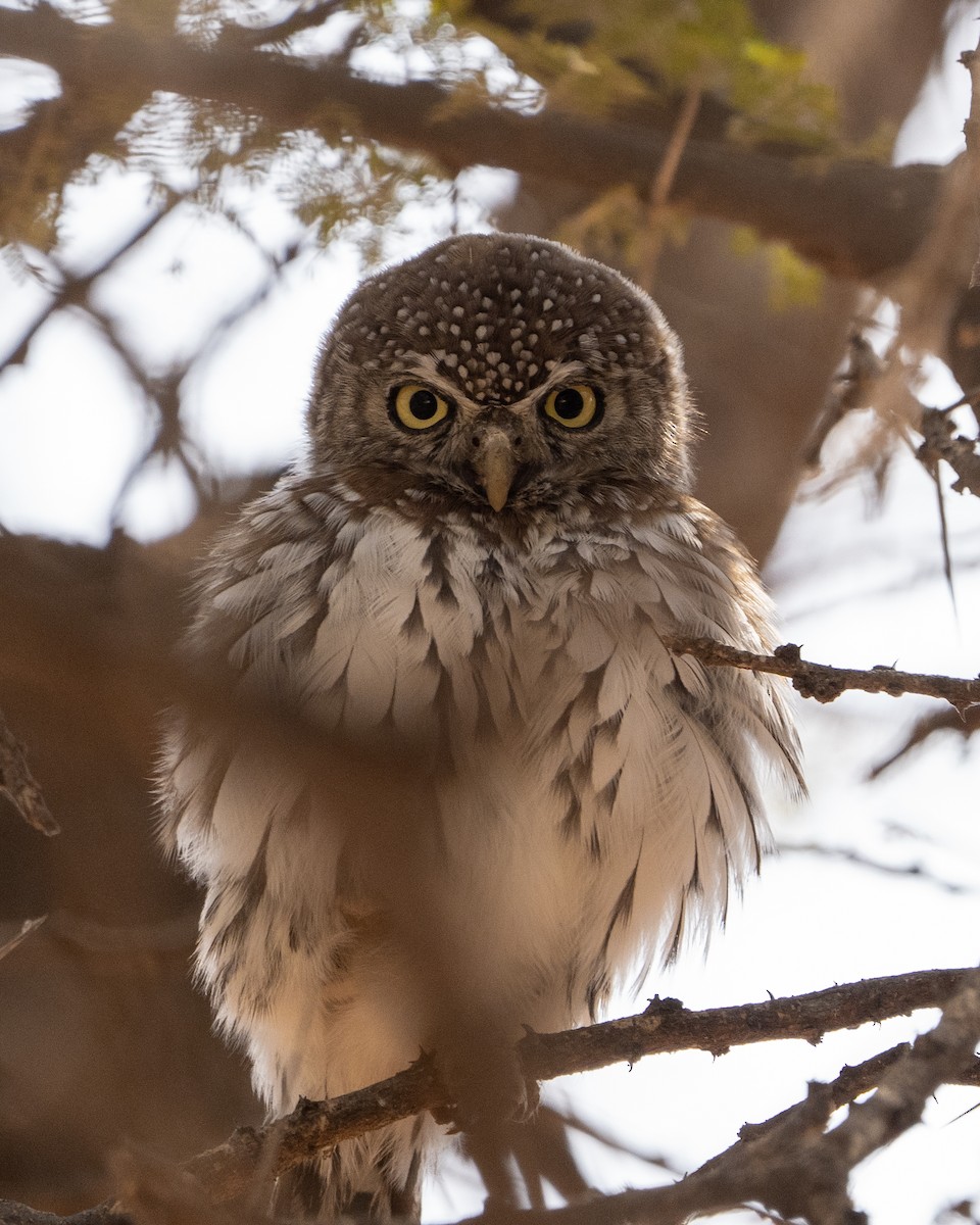 アフリカスズメフクロウ - ML390339341