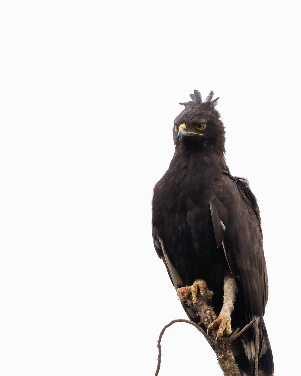 Long-crested Eagle - ML390340271