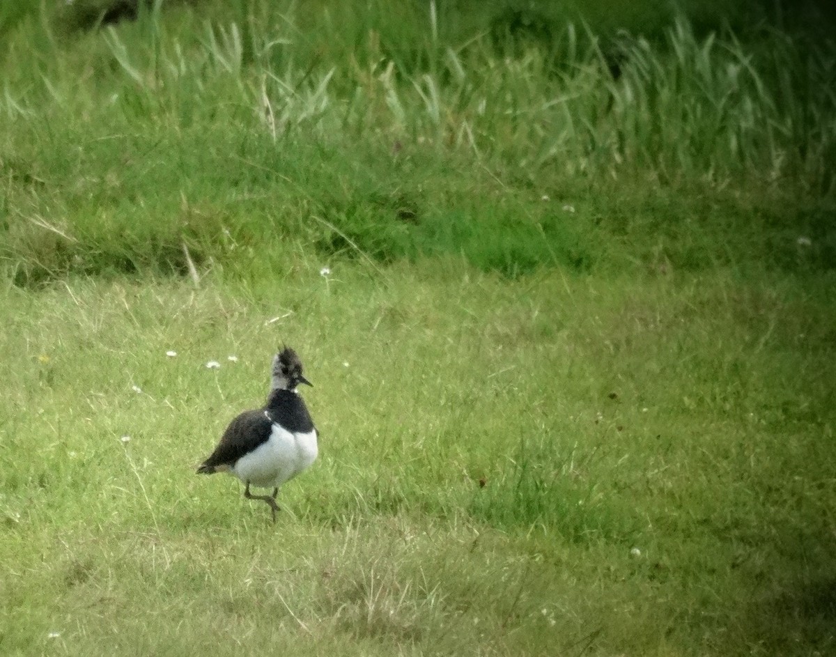 Northern Lapwing - John Pike