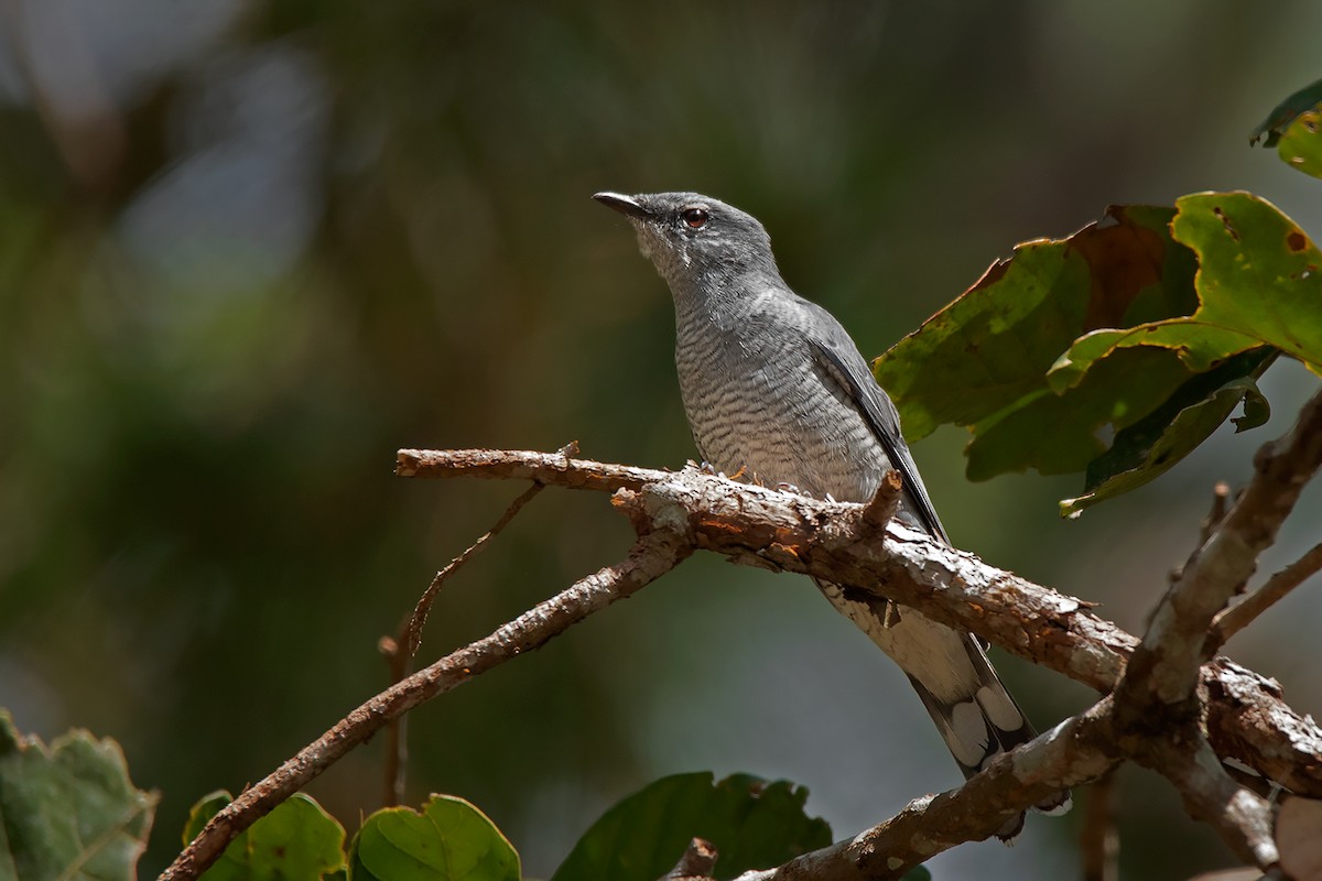 Indochinese Cuckooshrike - ML390341291