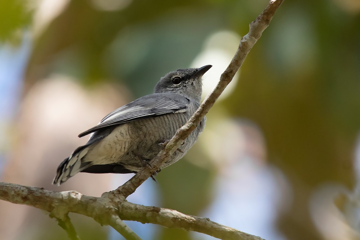 Indochinese Cuckooshrike - Ayuwat Jearwattanakanok