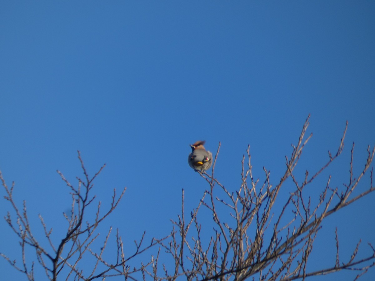 Bohemian Waxwing - ML390341371