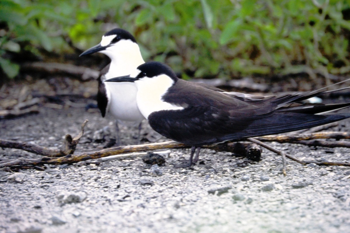 Sooty Tern - ML390341671