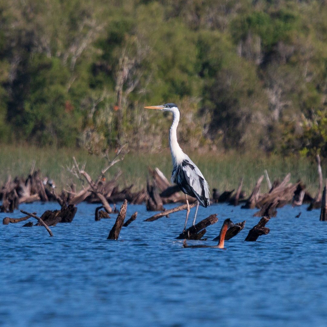 Cocoi Heron - ML390341801