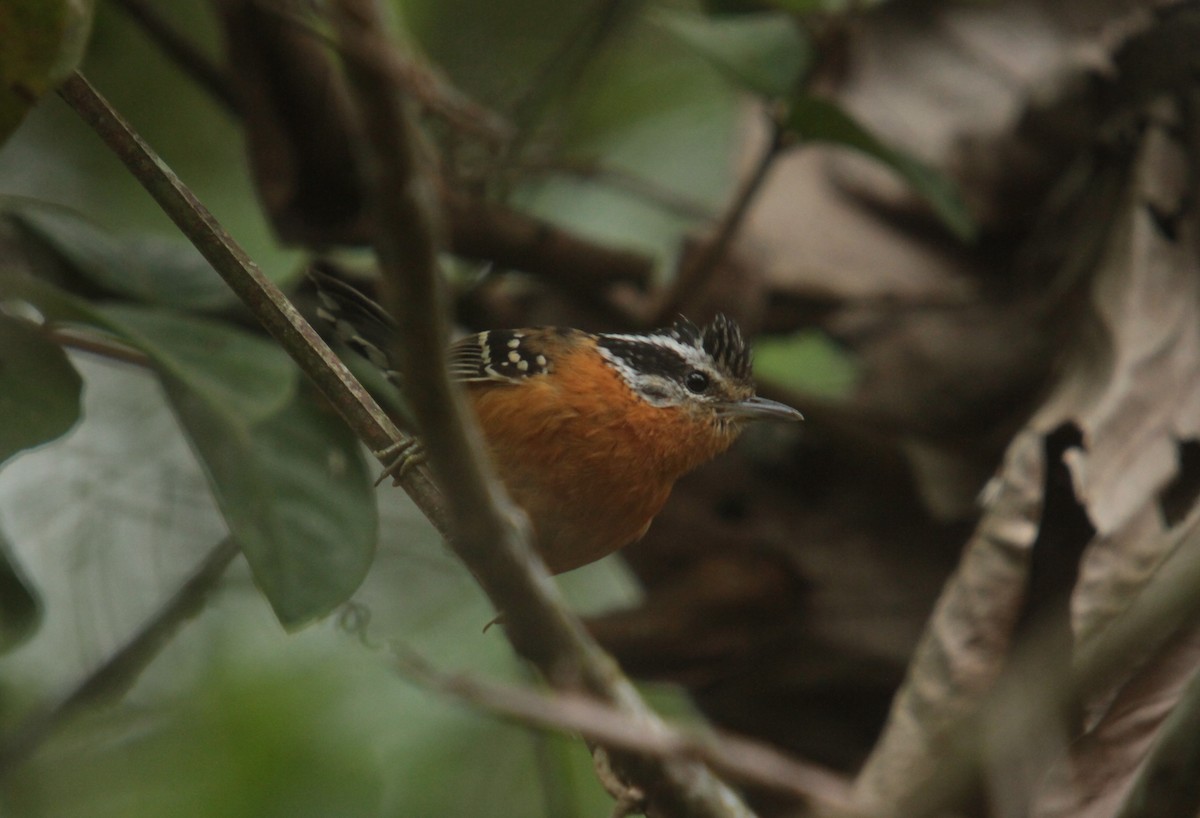 Ferruginous Antbird - ML390342741