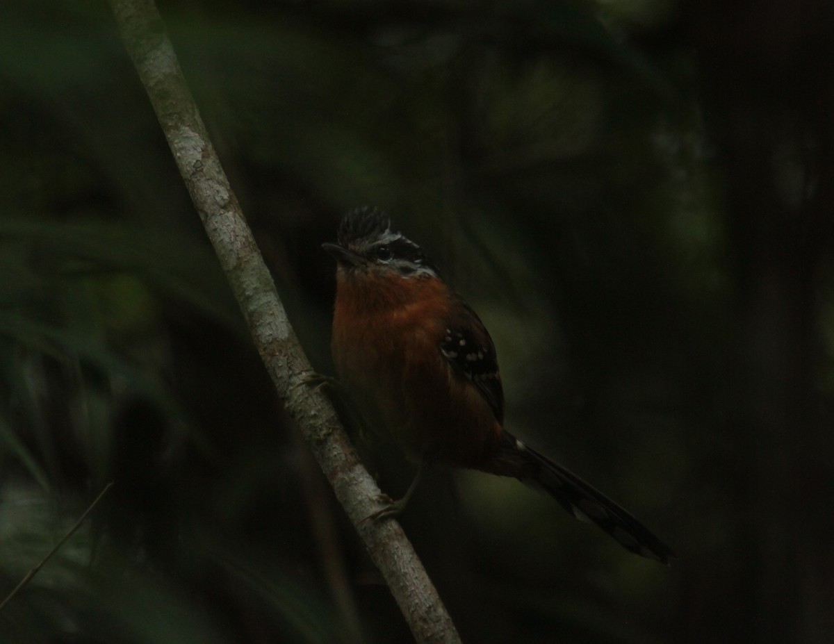 Ferruginous Antbird - ML390342751