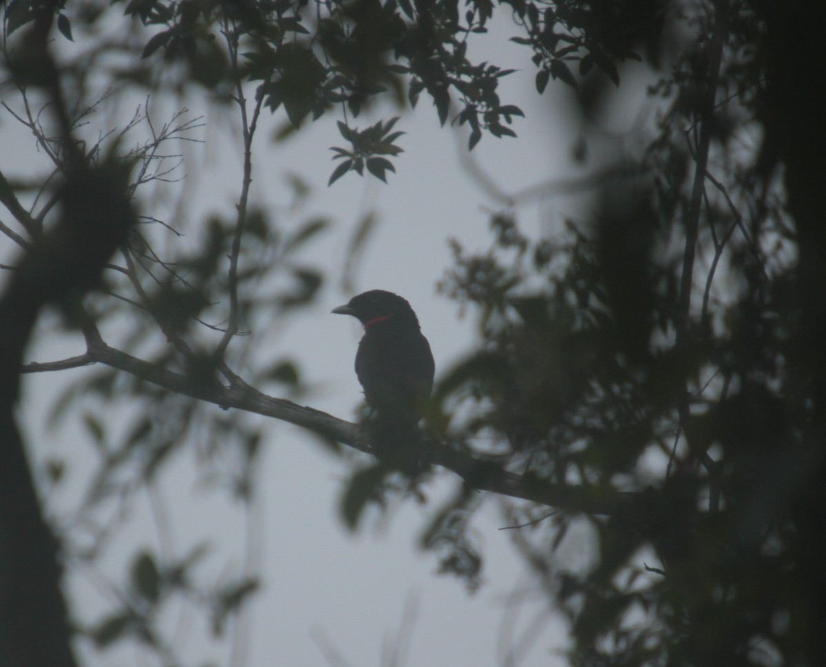 Red-ruffed Fruitcrow - ML390342841