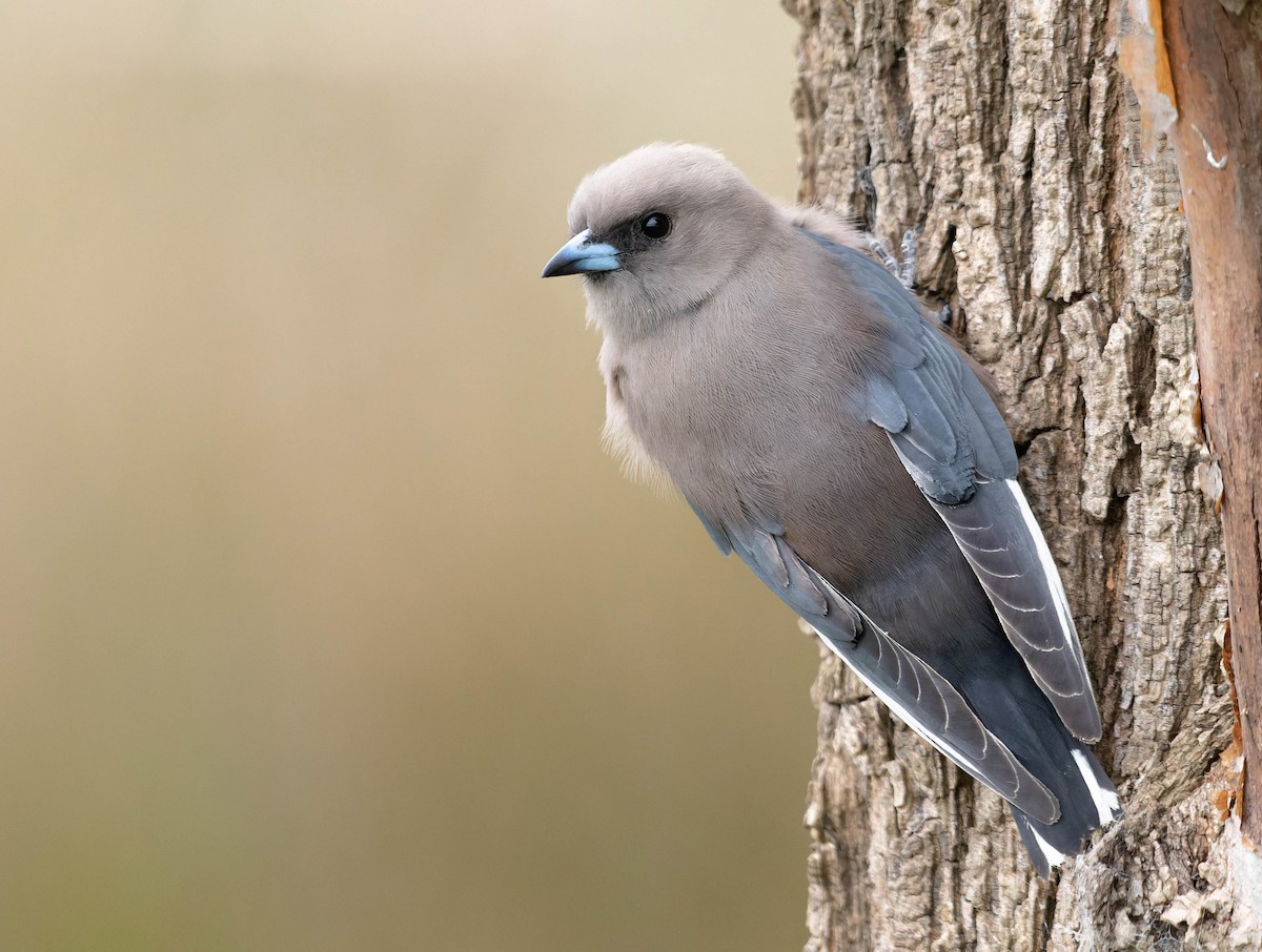 Dusky Woodswallow - ML390342931