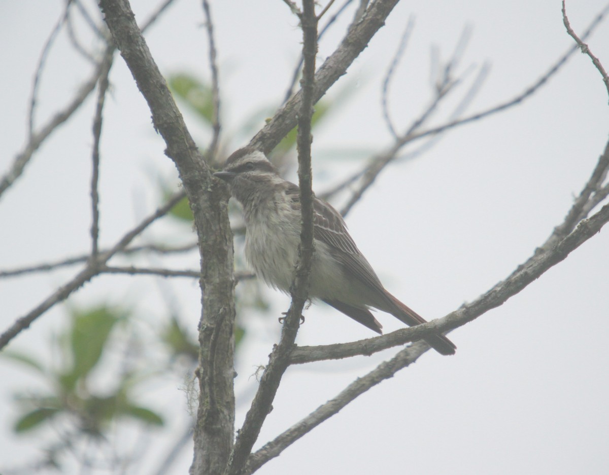 Variegated Flycatcher - ML390343061