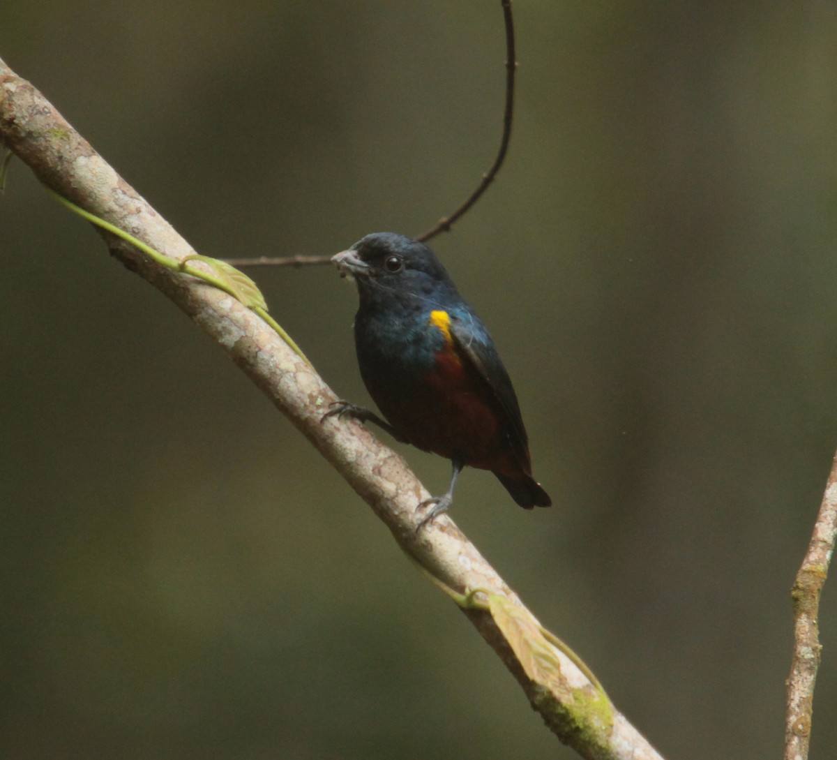 Chestnut-bellied Euphonia - ML390343121