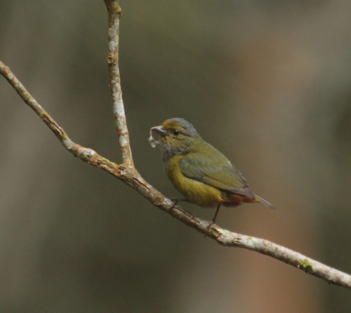 Chestnut-bellied Euphonia - ML390343131