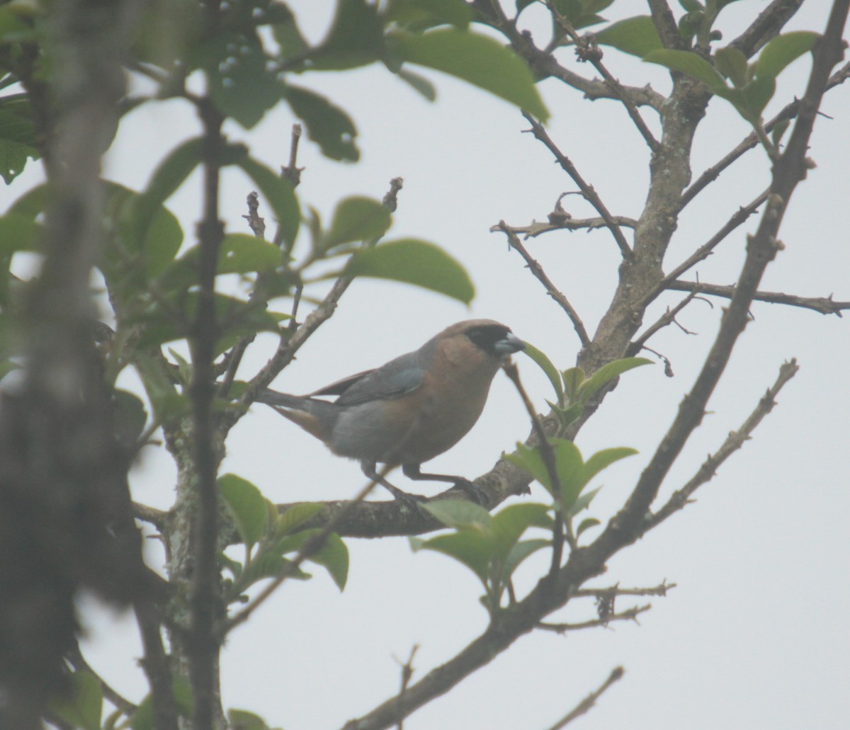 Cinnamon Tanager - ML390343191