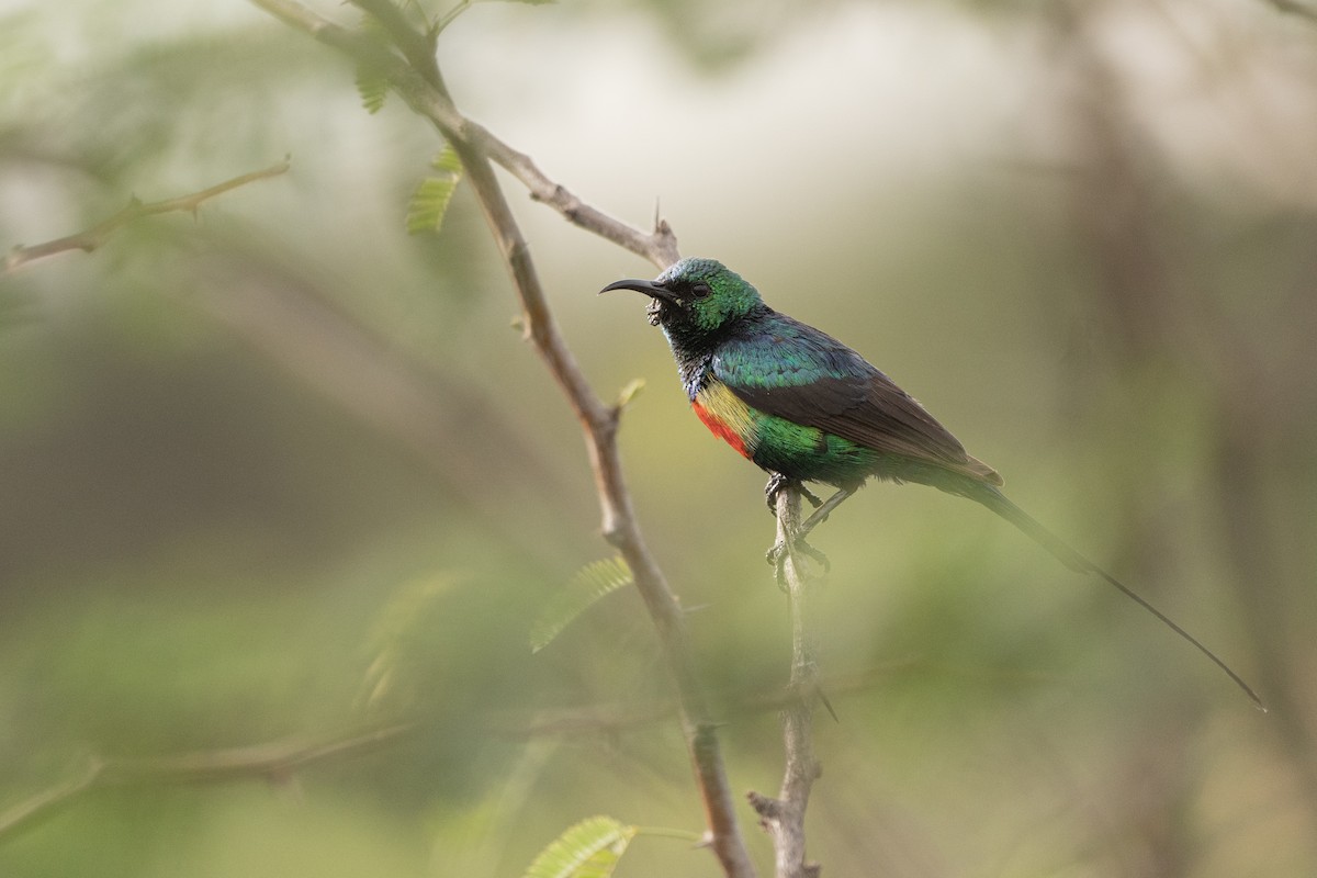 Beautiful Sunbird - ML390343801