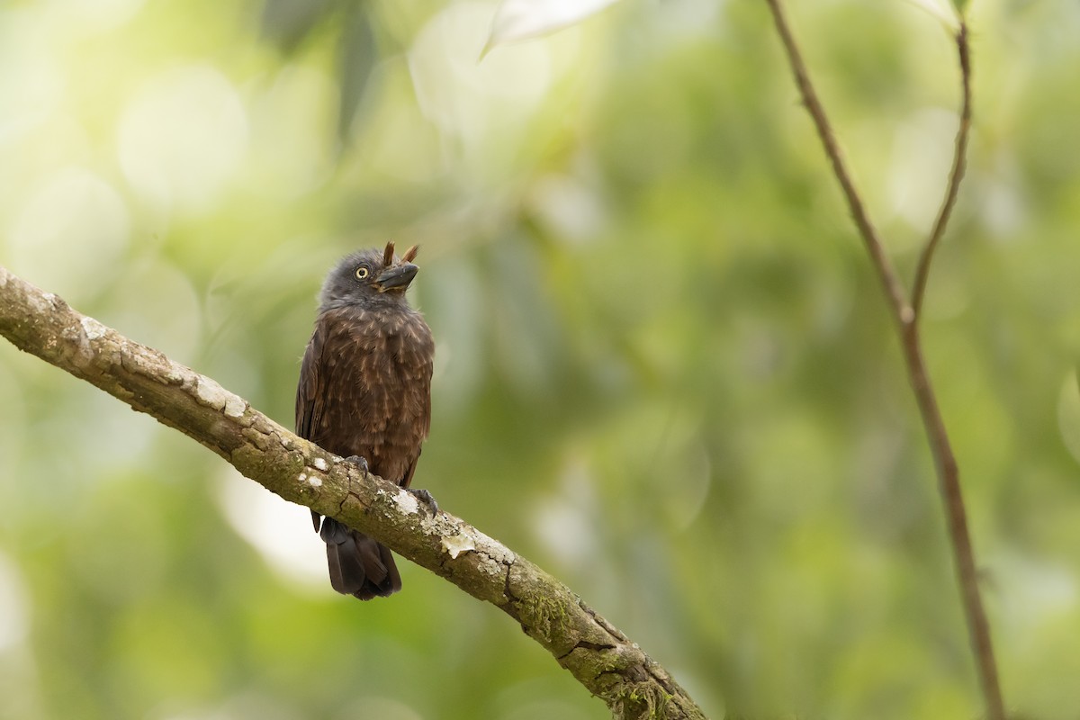 Gri Gerdanlı Barbet - ML390344671