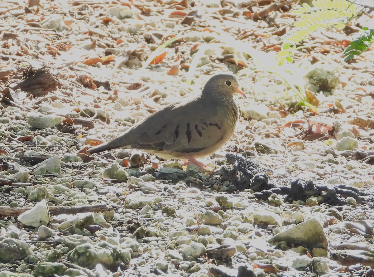 Common Ground Dove - ML390345581