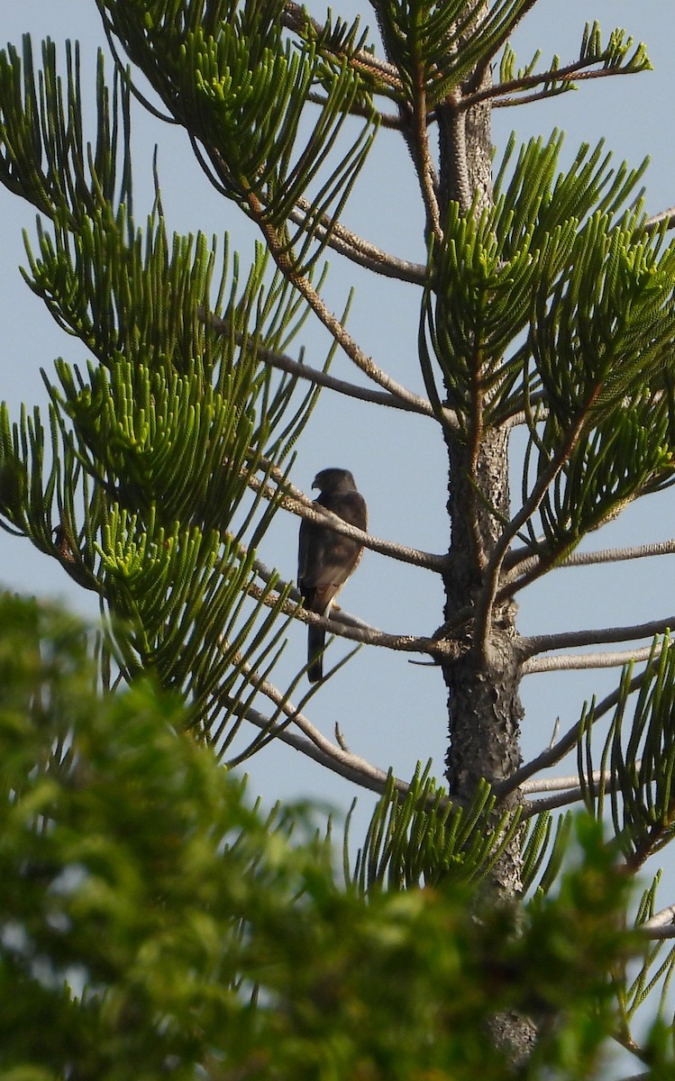 Sharp-shinned/Cooper's Hawk - ML390345621