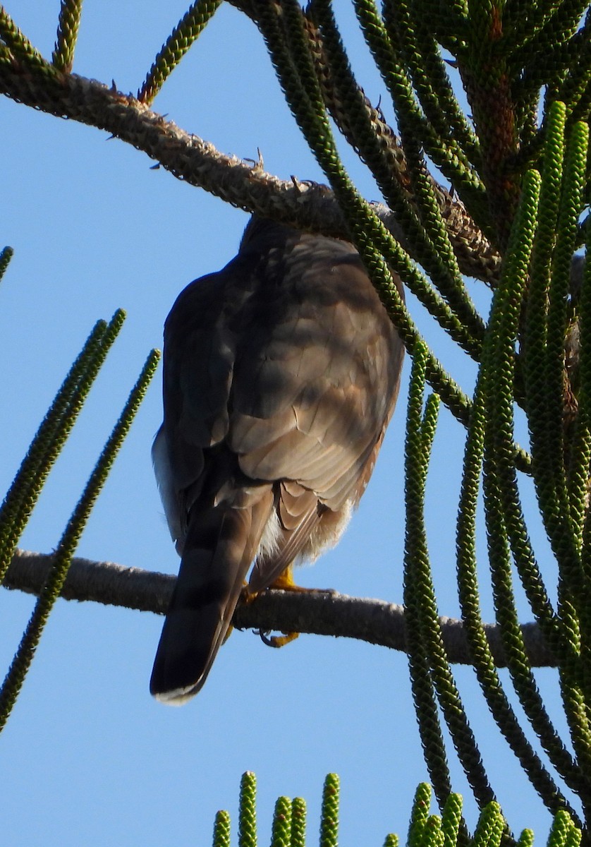 Sharp-shinned/Cooper's Hawk - ML390345641