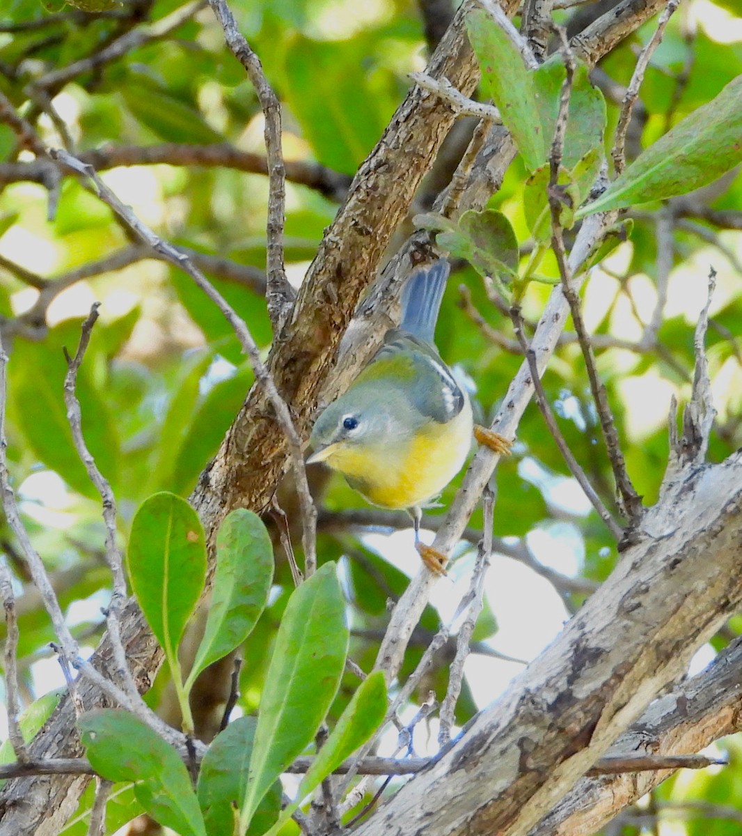 Kuzeyli Parula - ML390345681