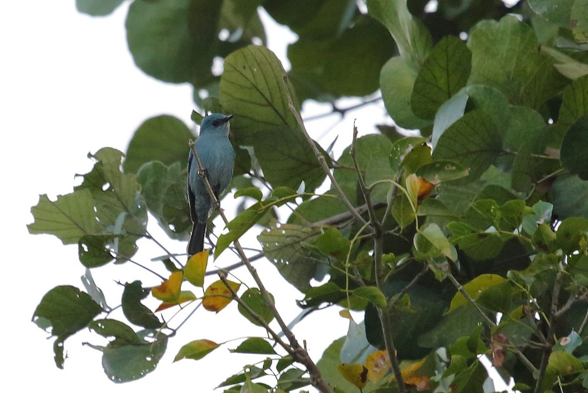 Verditer Flycatcher - ML39034651