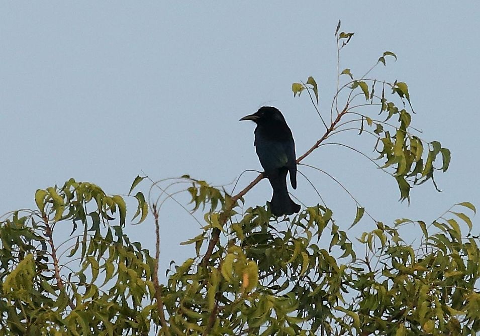 Hair-crested Drongo - ML39034701