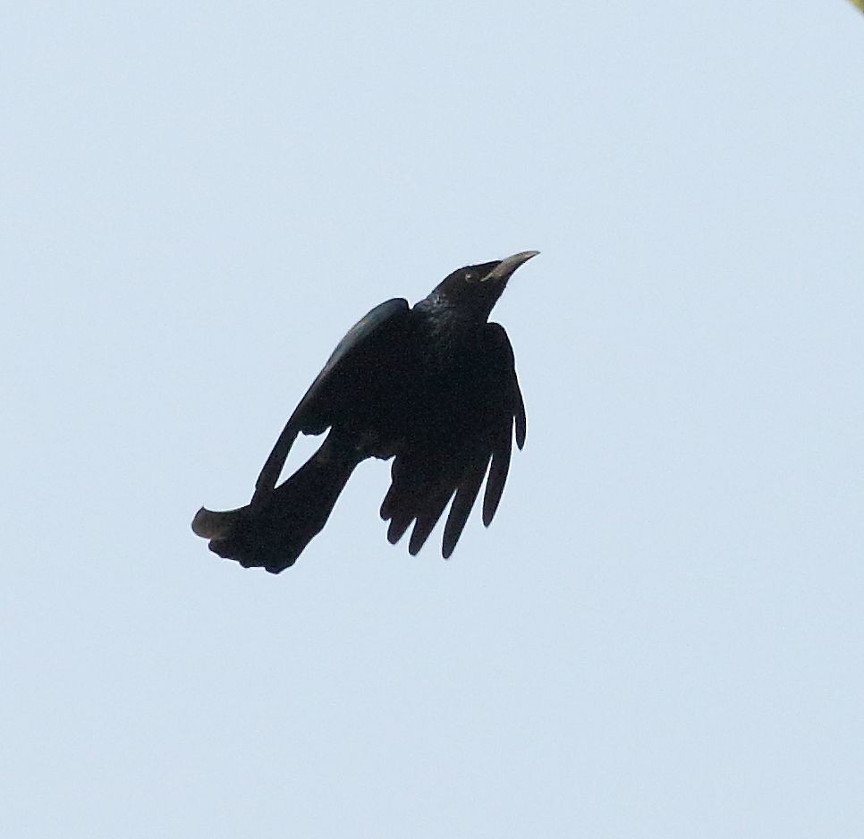 Hair-crested Drongo - ML39034731