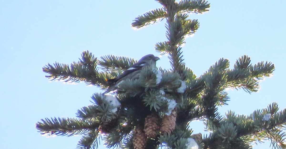 White-winged Crossbill - ML390347941